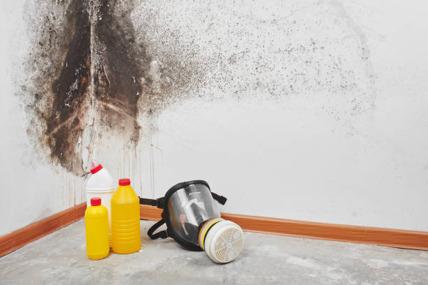 Best Mold Testing and Inspection Services in Central Falls, RI