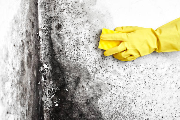 Best White Mold Remediation in Central Falls, RI