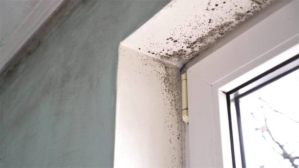 Best Commercial Mold Remediation in Central Falls, RI