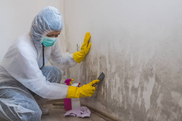 Best DIY Mold Remediation Support Services in Central Falls, RI