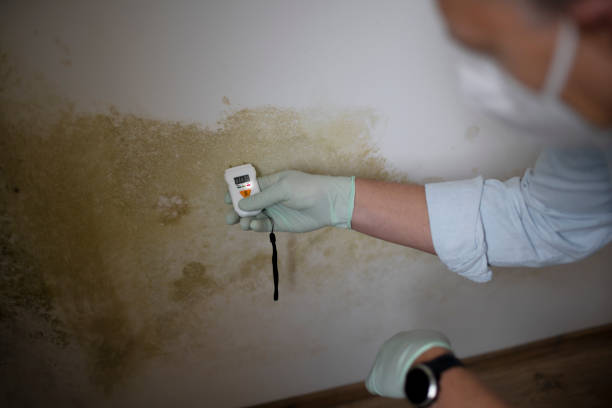 Best Bathroom Mold Remediation in Central Falls, RI