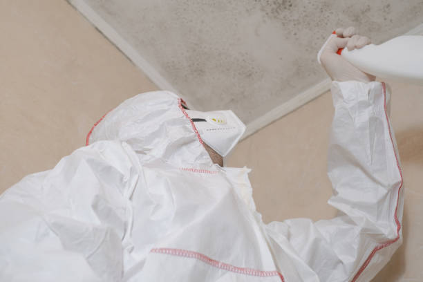 Best Residential Mold Remediation in Central Falls, RI