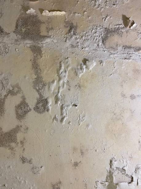 Best Industrial Mold Remediation in Central Falls, RI