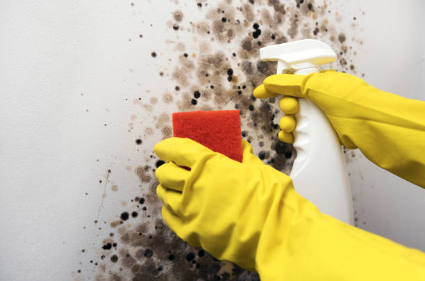 Best HVAC Mold Remediation in Central Falls, RI