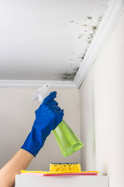 Best Residential Mold Remediation in Central Falls, RI
